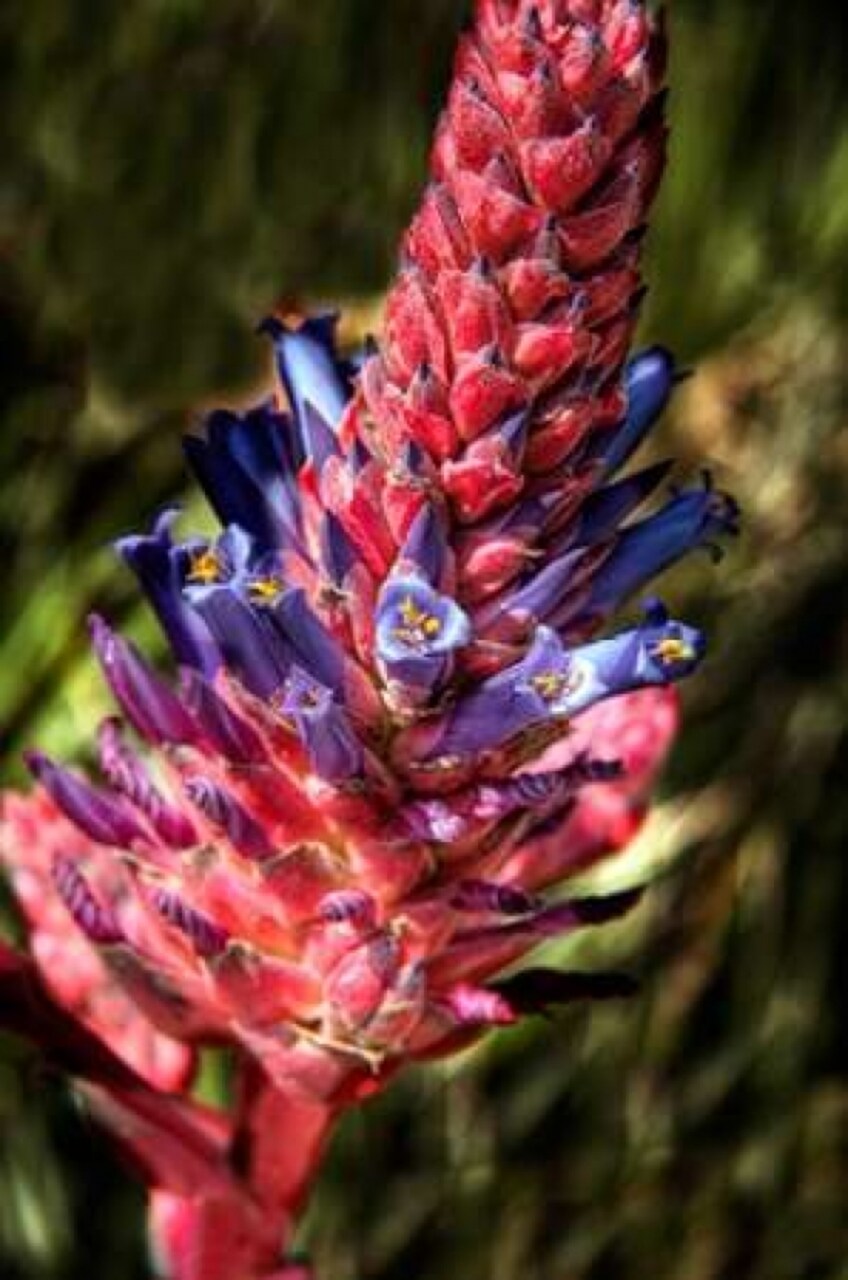 Blue and Red Flower Poster Print by George Johnson - Item # VARPDXPSJSN198